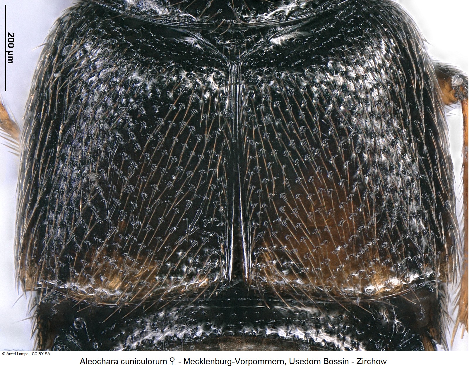 aleochara_cuniculorum_w_fld.jpg