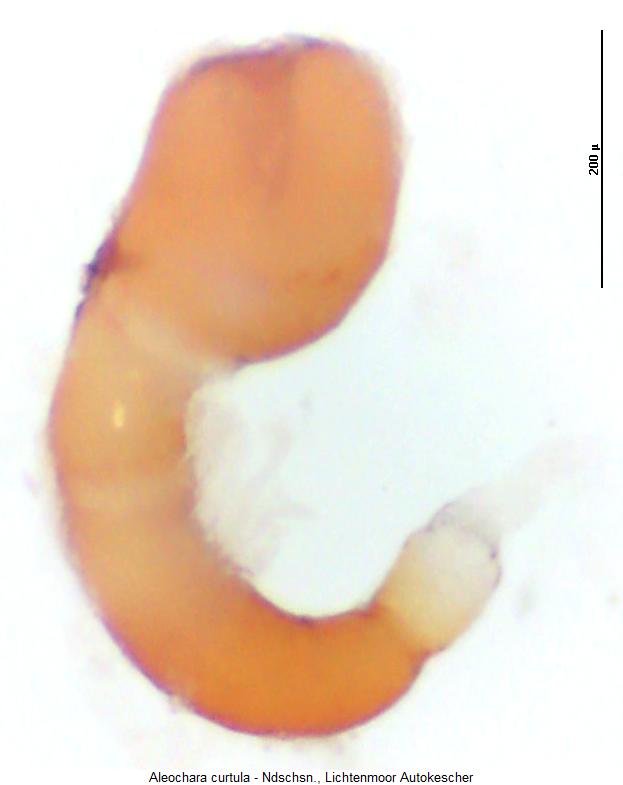 aleochara_curtula_sperm.jpg