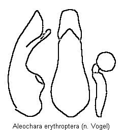 aleochara_erythroptera.gif