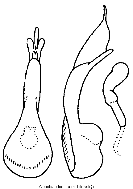 aleochara_fumata.gif