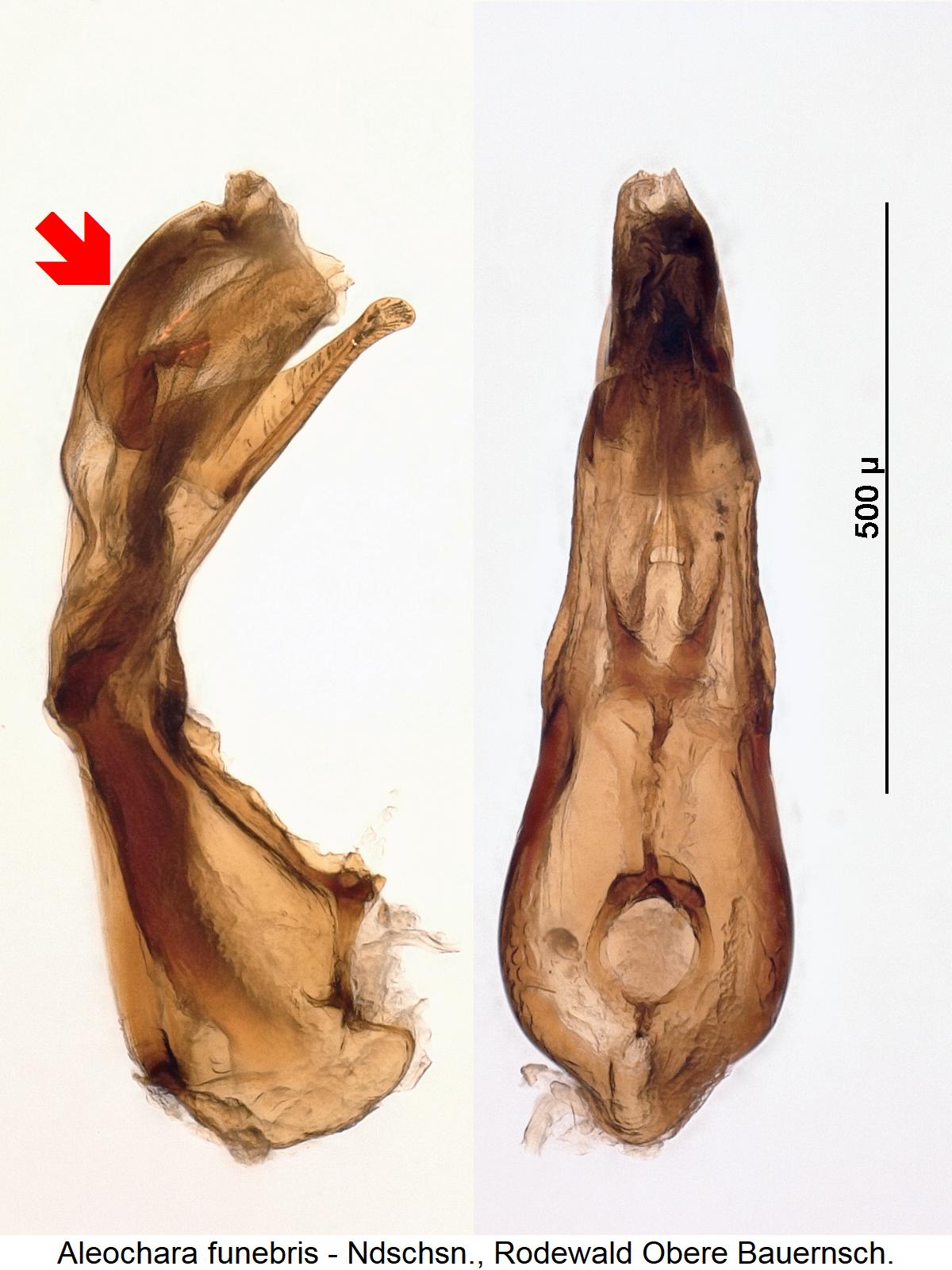 aleochara_funebris.jpg