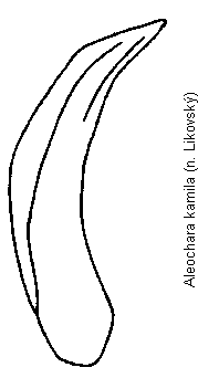 aleochara_kamila_is.gif