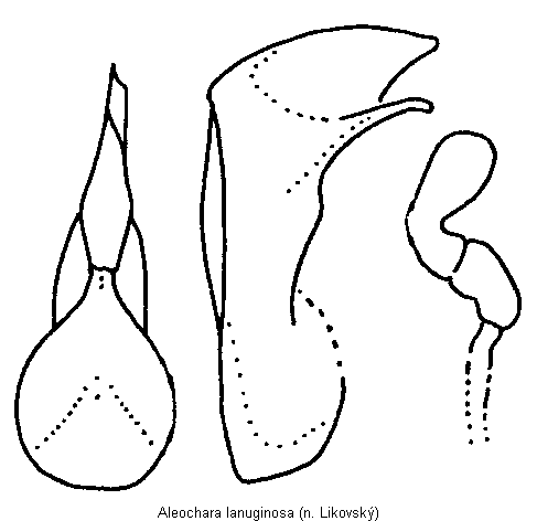 aleochara_lanuginosa.gif