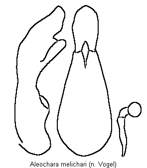 aleochara_melichari.gif