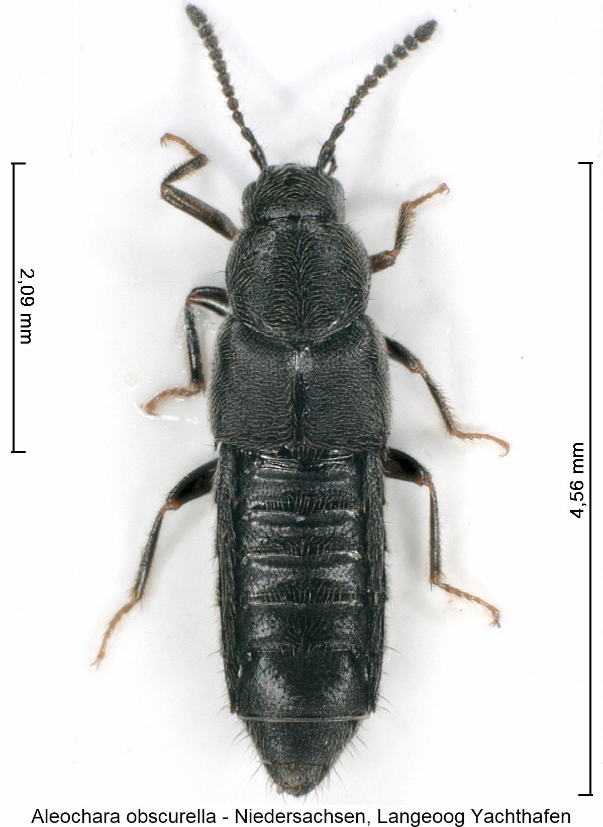 aleochara_obscurella_hab.jpg