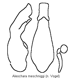 aleochara_penicillata.gif
