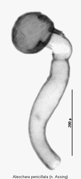 aleochara_penicillata_sperm.gif