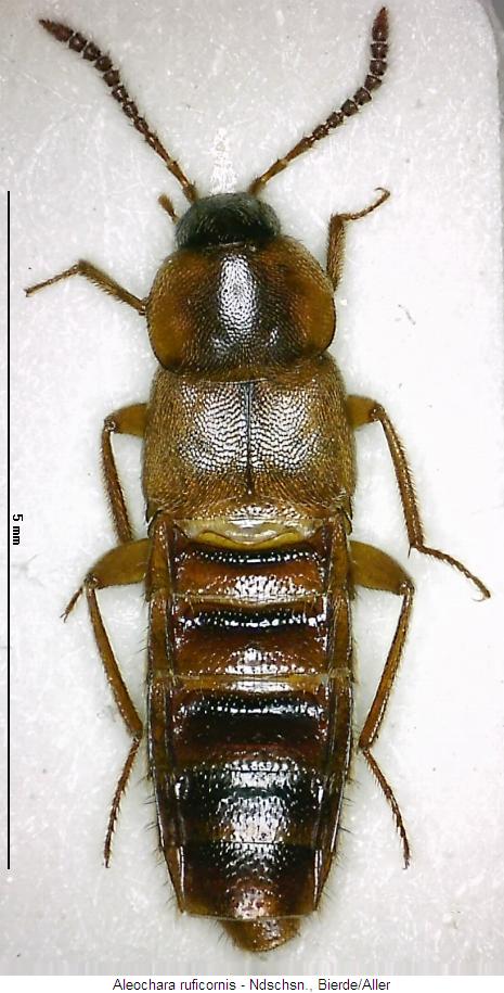aleochara_ruficornis_hab.jpg
