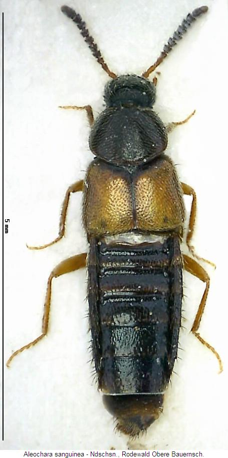 aleochara_sanguinea_hab.jpg