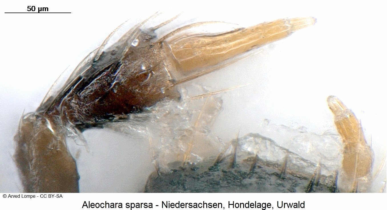 aleochara_sparsa_ck31684693_ts.jpg