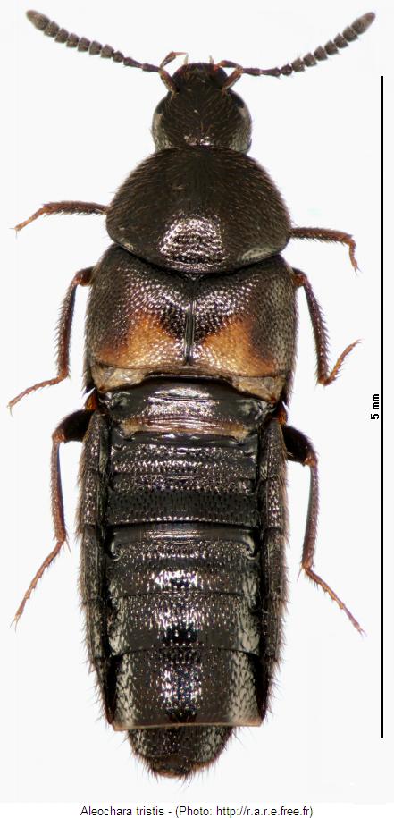 aleochara_tristis_hab.jpg