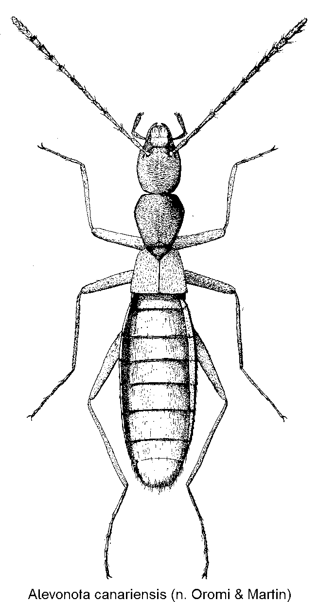 alevonota_canariensis_hab.gif