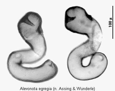 alevonota_egregia_sperm.gif