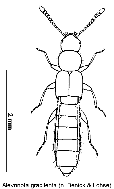 alevonota_gracilenta_hab.gif