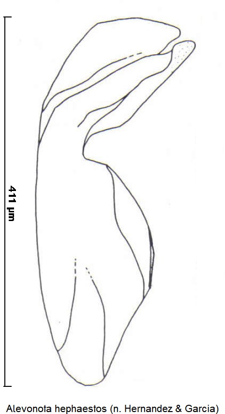 alevonota_hephaestos.jpg