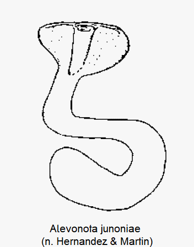alevonota_junoniae_sperm.gif