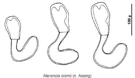 alevonota_oromii_sperm.jpg