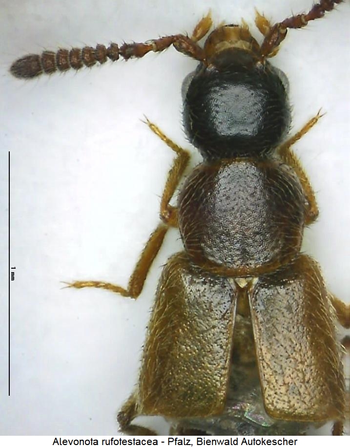 alevonota_rufotestacea_vk.jpg