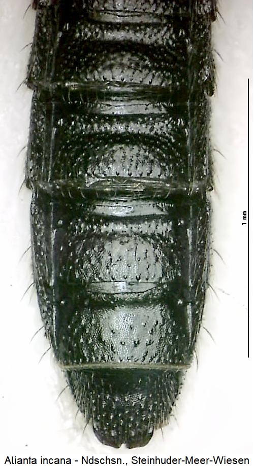 alianta_incana_hlb.jpg