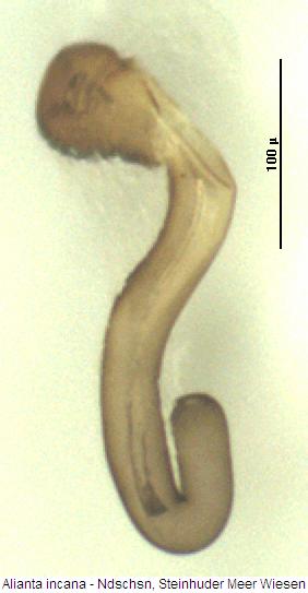 alianta_incana_sperm.jpg