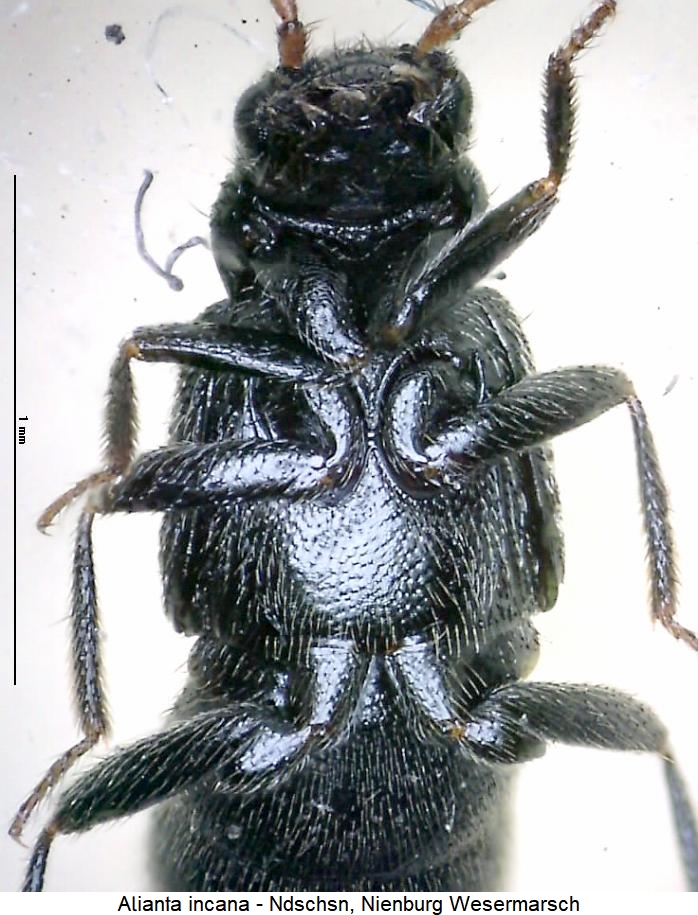 alianta_incana_us.jpg