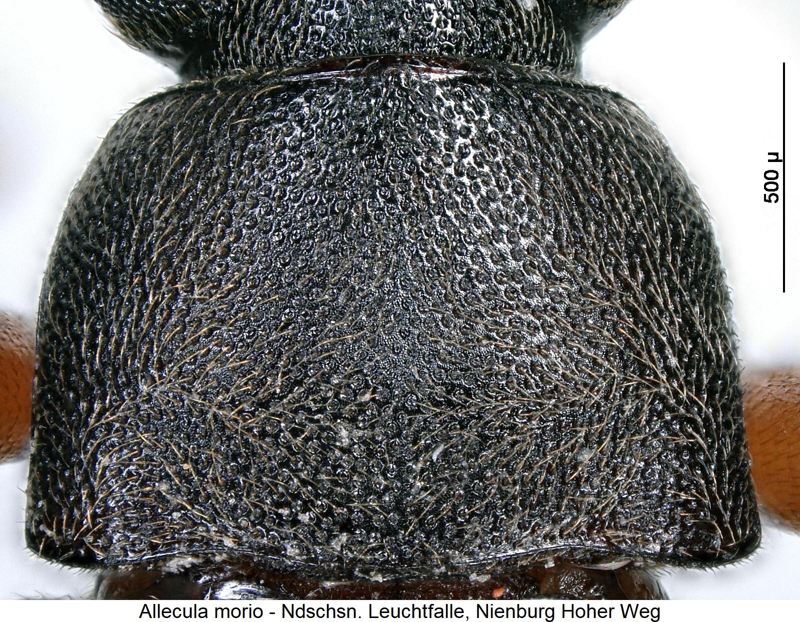 allecula_morio_hsch.jpg