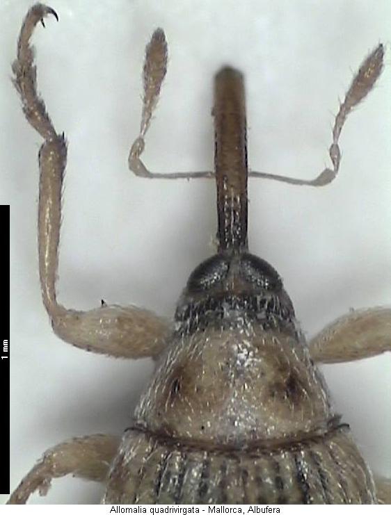 allomalia_quadrivirgata_vk.jpg