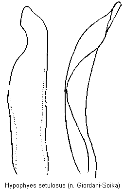 allomalia_setulosa.gif