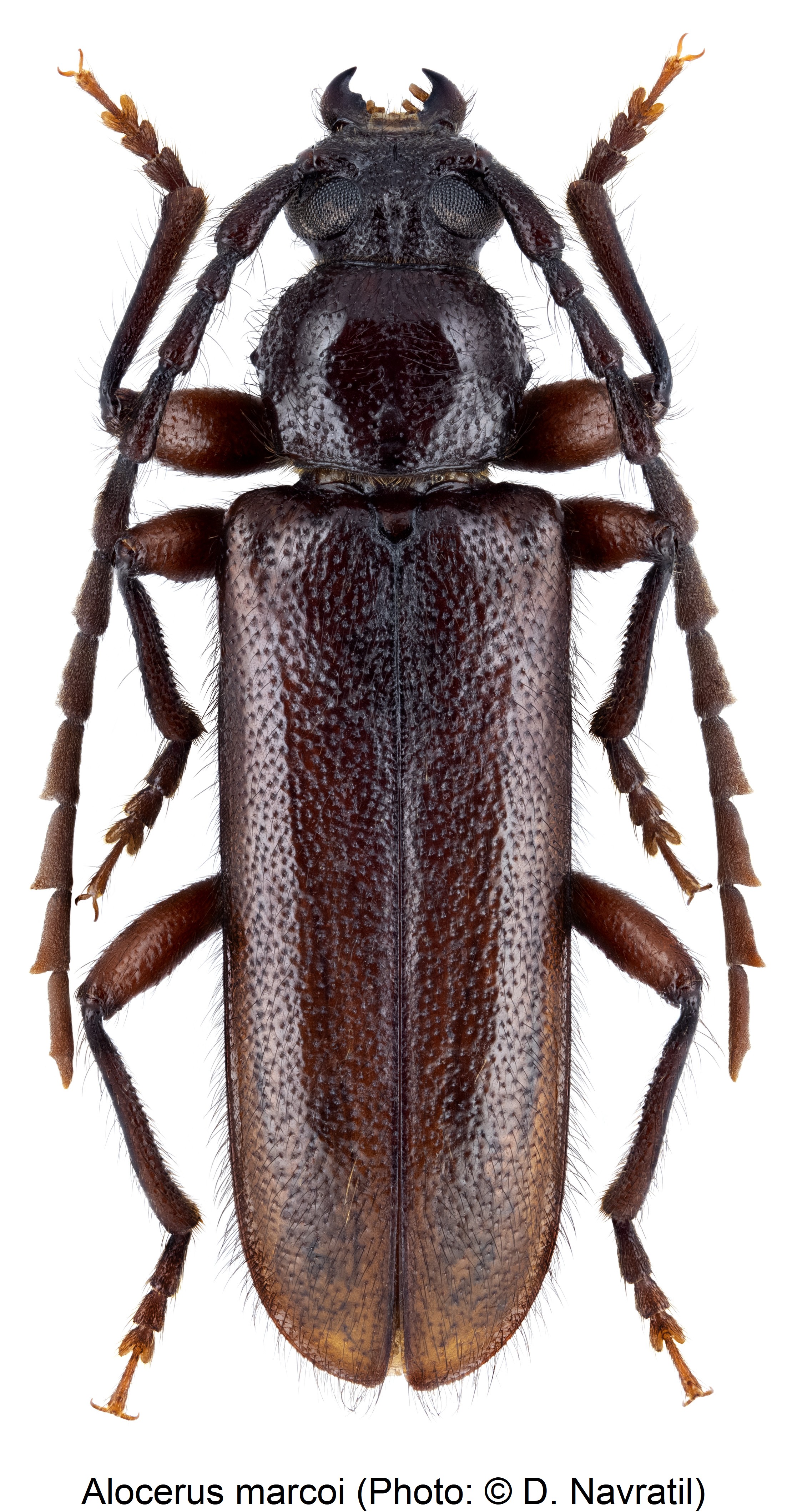 alocerus_marcoi_hab.jpg