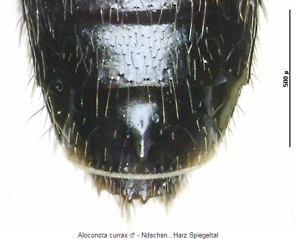 aloconota_currax_hlb.jpg