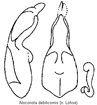 aloconota_debilicornis.gif