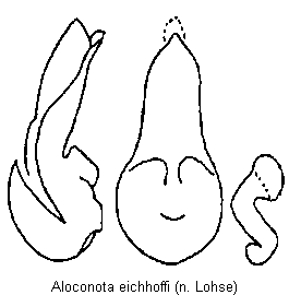 aloconota_eichhoffi.gif