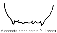 aloconota_grandicornis_tergit.gif