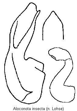 aloconota_insecta.gif