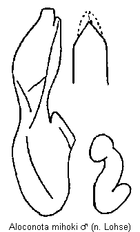 aloconota_mihoki.gif