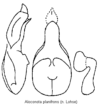 aloconota_planifrons.gif