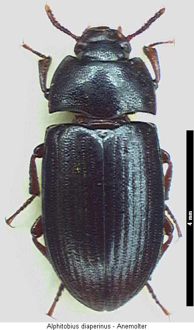 alphitobius_diaperinus_hab.jpg