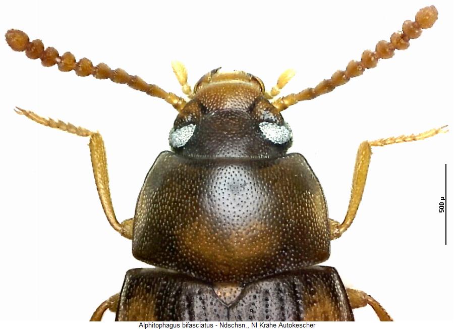 alphitophagus_bifasciatus_vk2.jpg