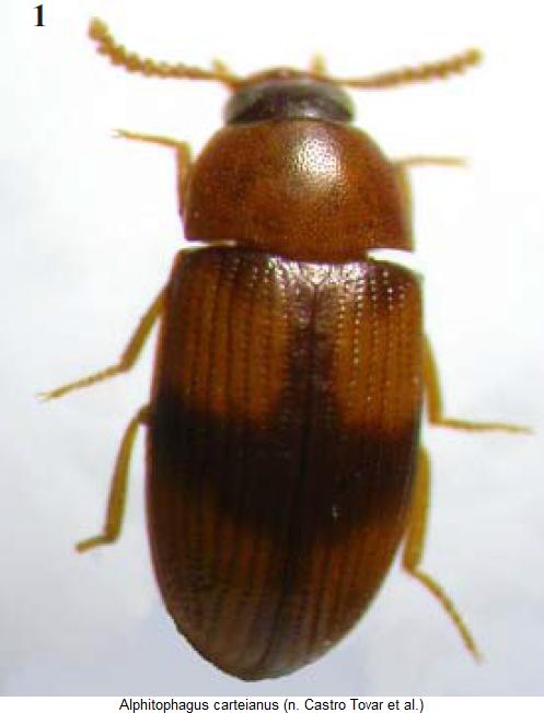 alphitophagus_carteianus_hab.jpg