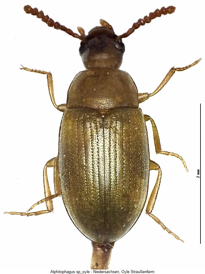 alphitophagus_sp_oyle_hab.jpg