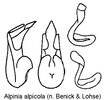 alpinia_alpicola.gif