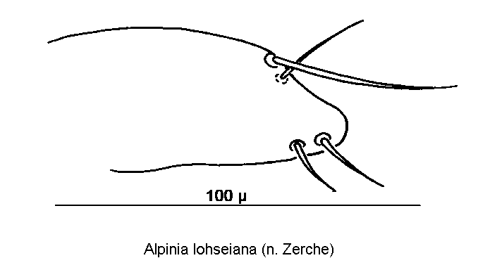 alpinia_lohseiana_pm.gif