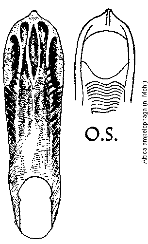 altica_ampelophaga.gif