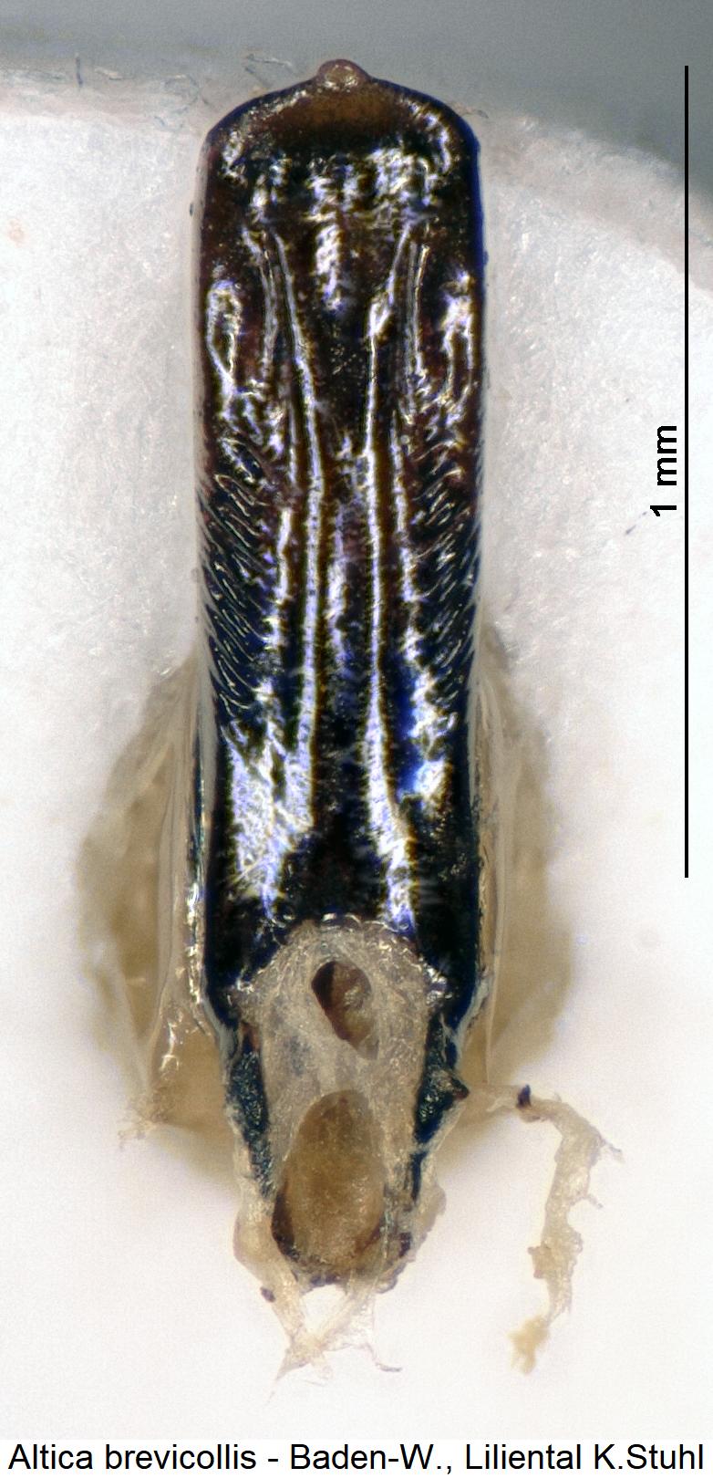 altica_brevicollis2.jpg