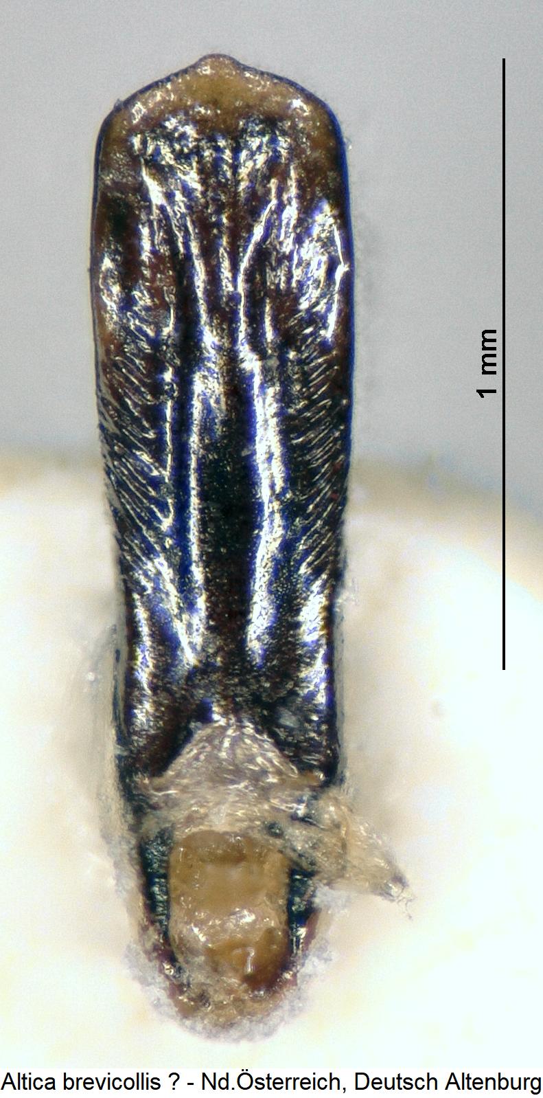 altica_brevicollis3.jpg