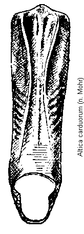 altica_carduorum.gif