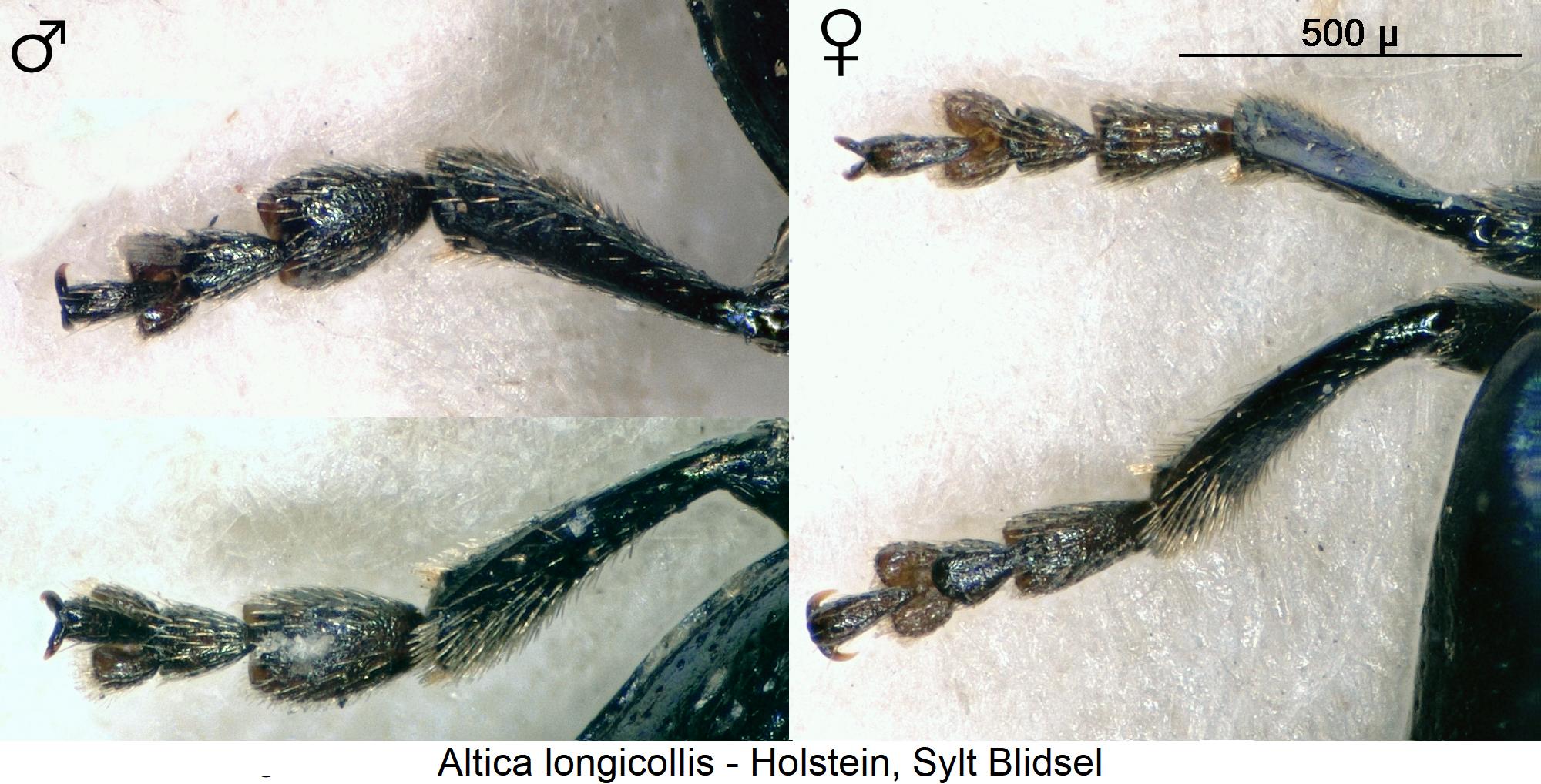 altica_longicollis_vtr.jpg