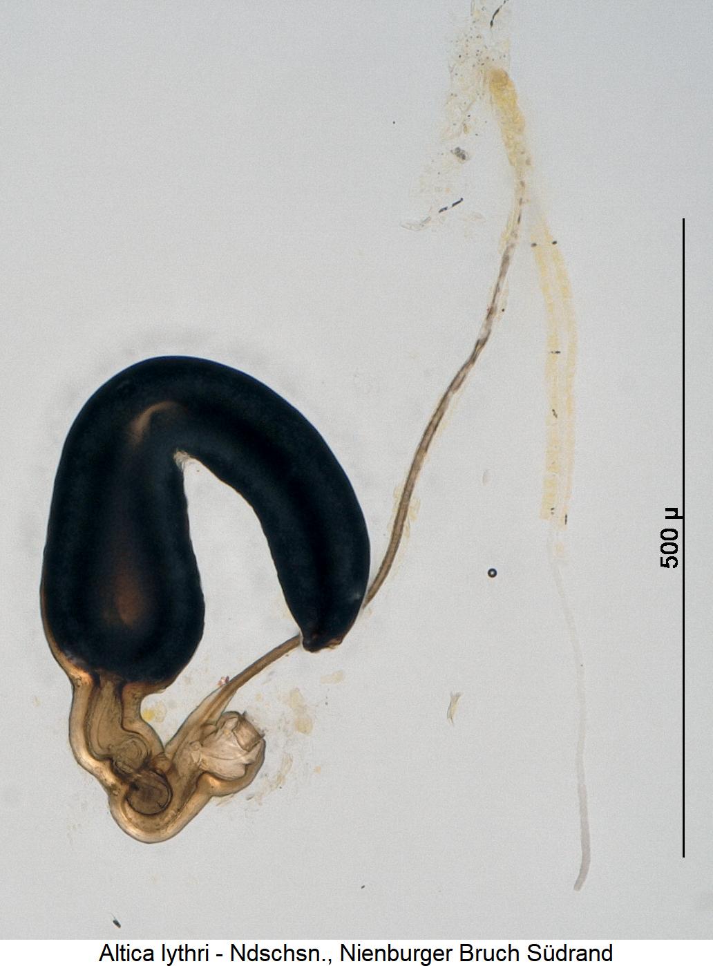 altica_lythri_sperm.jpg