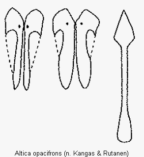 altica_opacifrons_ovi.gif