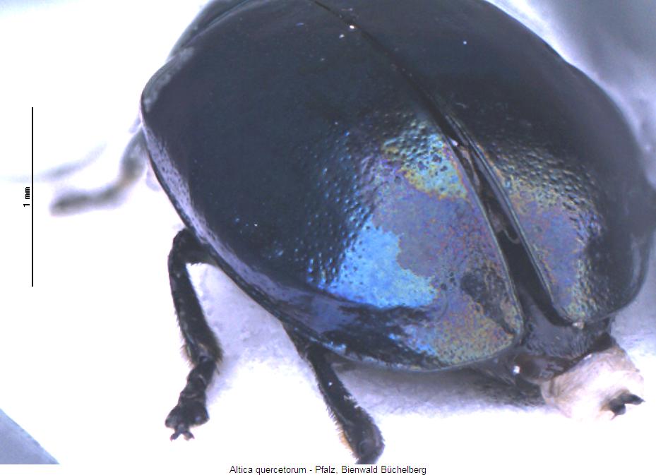 altica_quercetorum_fld.jpg